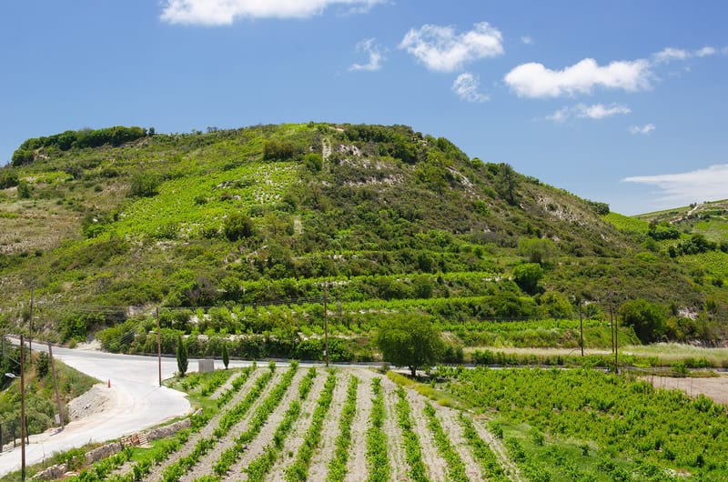 Cyprus vineyard in the Commandaria wine region
